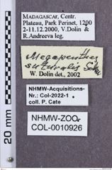 Etikette zu Megapenthes suturellus (NHMW-ZOO-COL-0010926)